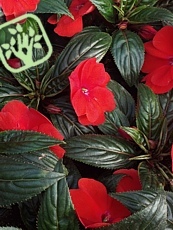 Impatiens hawkeri ´Sonic Red´