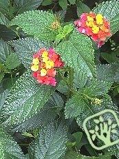 Lantana hybrida ´Citrus Blend´