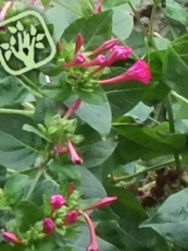 Mirabilis jalapa 