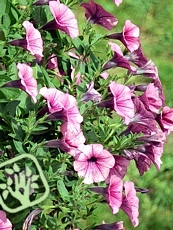 Petunia ´Surfinia Pink Vein Suntosol´ Petunia ´Surfinia Pink Vein Suntosol´
