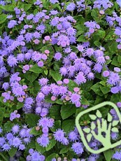 Ageratum houstonianum