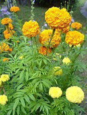 Tagetes erecta 