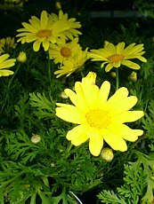 Argyranthemum frutescens