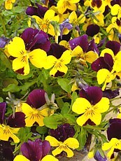 Viola cornuta 