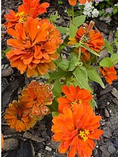 Zinnia elegans