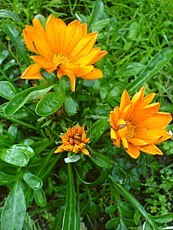 Gazania x splendens 