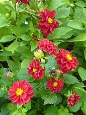 Dahlia pinnata