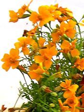 Tagetes tenuifolia Tagetes tenuifolia