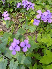 Lunaria annua 