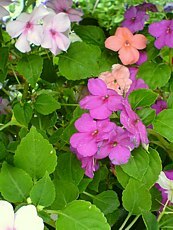 Impatiens walleriana 