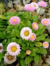 Bellis perennis ´Roseo Plena´