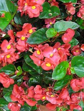 Begonia semperflorens 