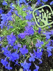 Lobelia erinus 