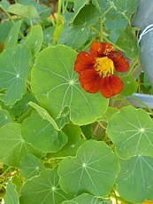 Tropaeolum majus 