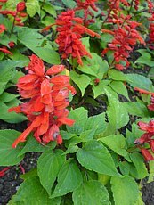 Salvia splendens 