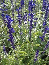 Salvia farinacea 