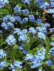 Myosotis sylvatica 