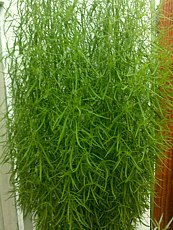 Kochia scoparia