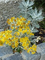 Senecio cineraria 