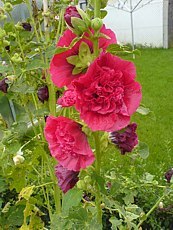 Alcea rosea´Roseo Plena´