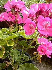 Pelargonium zonale