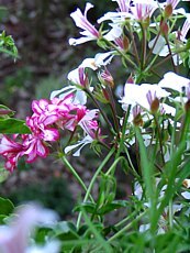 Pelargonium peltatum