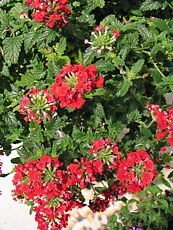 Verbena x hybrida 