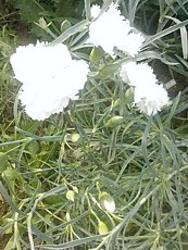 Dianthus caryophyllus