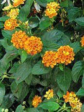 Lantana camara