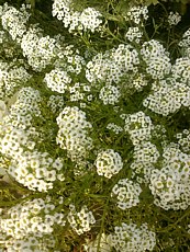 Lobularia maritima var. procumbens 