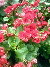 Begonia x tuberhybrida 