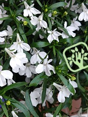 Lobelia erinus ´White Cascade´