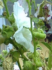 Alcea rosea´Alba´