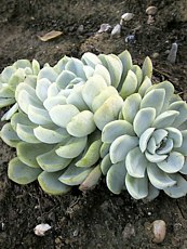 Echeveria elegans