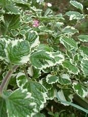 Plectranthus forsteri ´Marginatus´