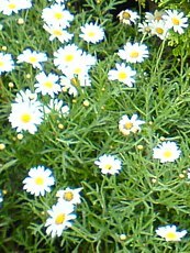 Euryops chrysanthemoides