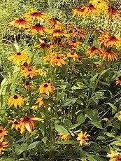 Rudbeckia hirta