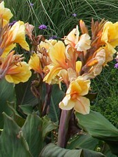 Canna indica ´Yellow King Humbert´ 