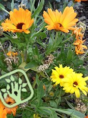 Calendula officinalis 