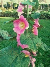 Alcea rosea