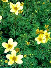 Bidens ferulifolium 