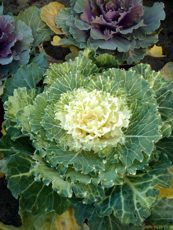 Brassica oleracea var. sabauda 