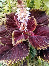 Coleus hybridus