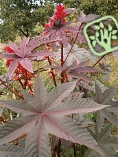 Ricinus communis