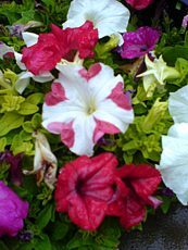 Petunia hybrida