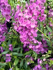 Angelonia angustifolia