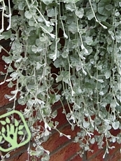 Dichondra argentea ´Silver Falls´