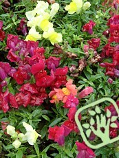 Antirrhinum majus 