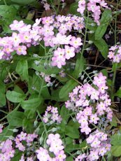 Myosotis sylvatica ´Rosylva´