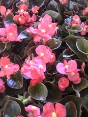 Begonia semperflorens´Bronze Scarlet´ Begonia semperflorens´Bronze Scarlet´